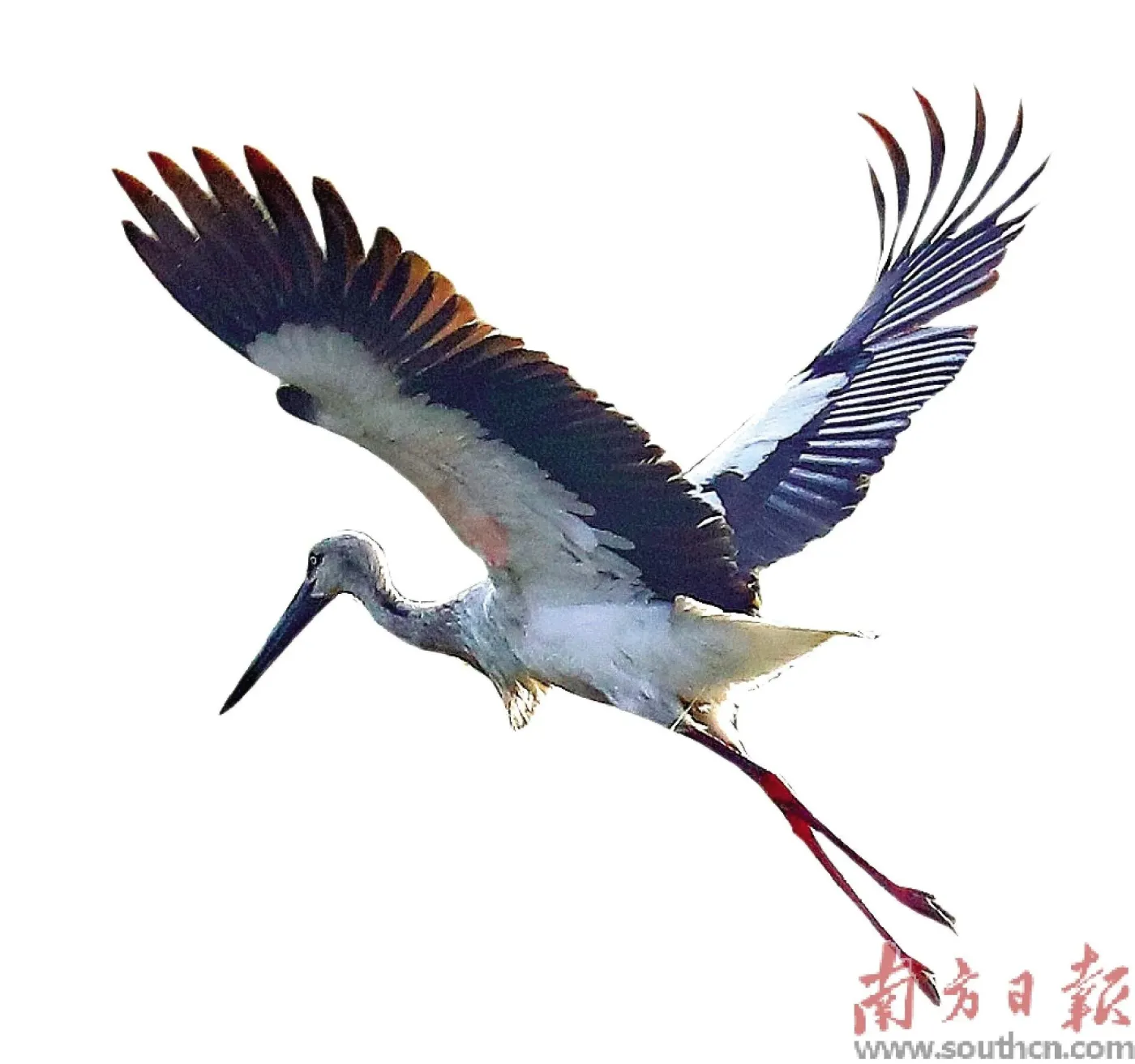 东方白鹳访珠记-房产资讯-房天下