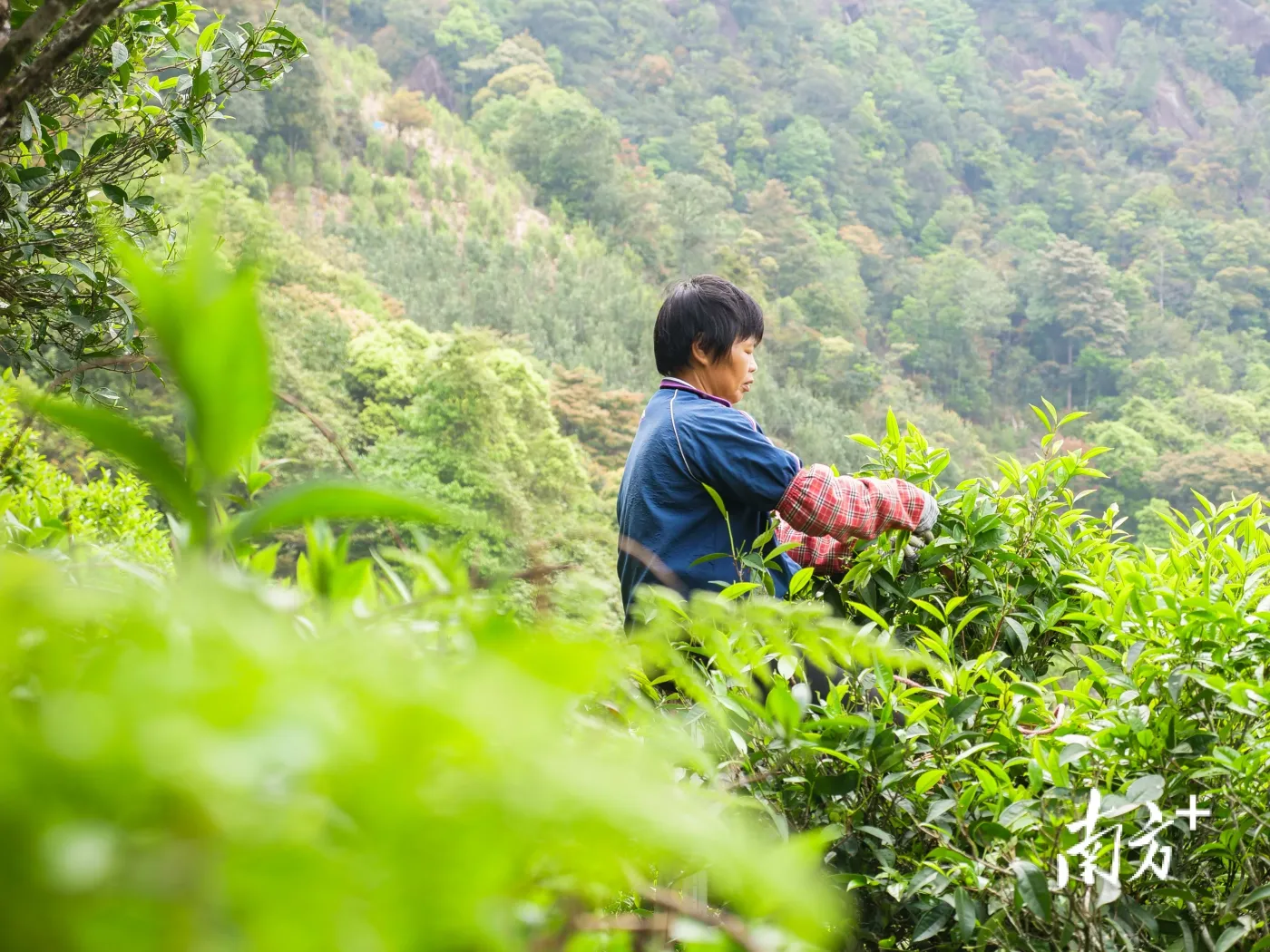 古树茶飘香,凤凰采茶忙!预计今年春茶产量900多万斤_房产资讯_房天下
