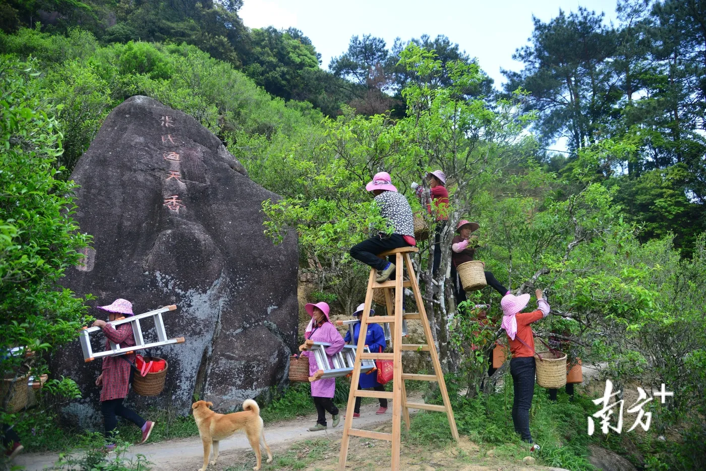 古树茶飘香,凤凰采茶忙!预计今年春茶产量900多万斤_房产资讯_房天下