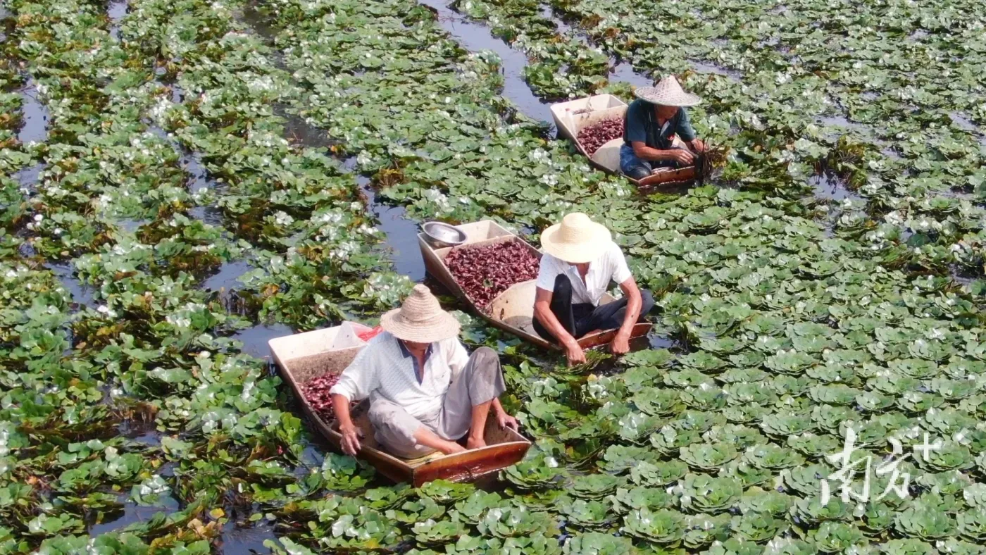 本次活动,月城镇也选送了束砂,酱油,橄榄菜,淮山,玉米,菱角,煌记饼干