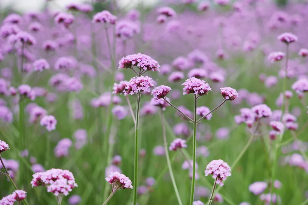 超美光谷一网红花海已盛开