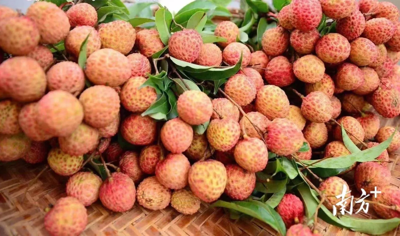 特色品种大盘点茂名化州发布荔枝地图