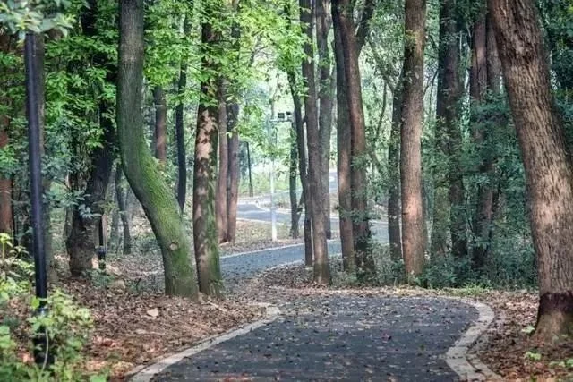 本次安排的徒步距离是其中最精彩的一段,从华农主楼上狮子山,沿山脊