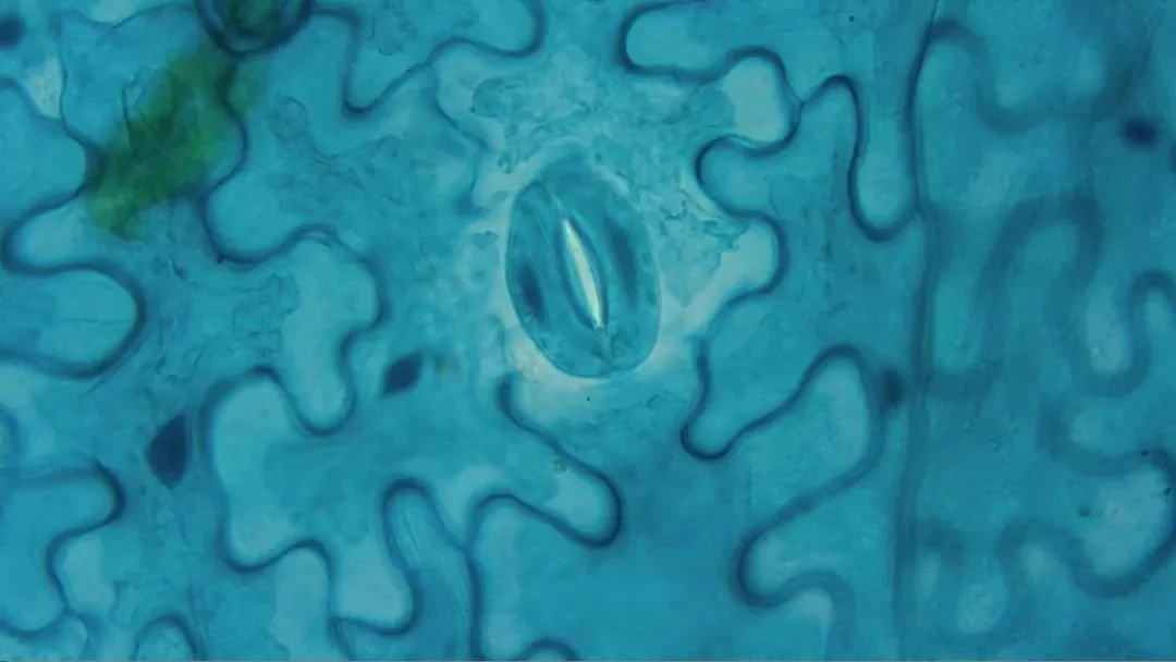 神奇的植物高校科考走进华中农业大学参观博物馆徒步狮子山原始森林