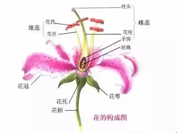神奇的植物高校科考走进华中农业大学参观博物馆徒步狮子山原始森林