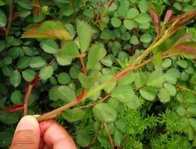 神奇的植物高校科考走进华中农业大学参观博物馆徒步狮子山原始森林