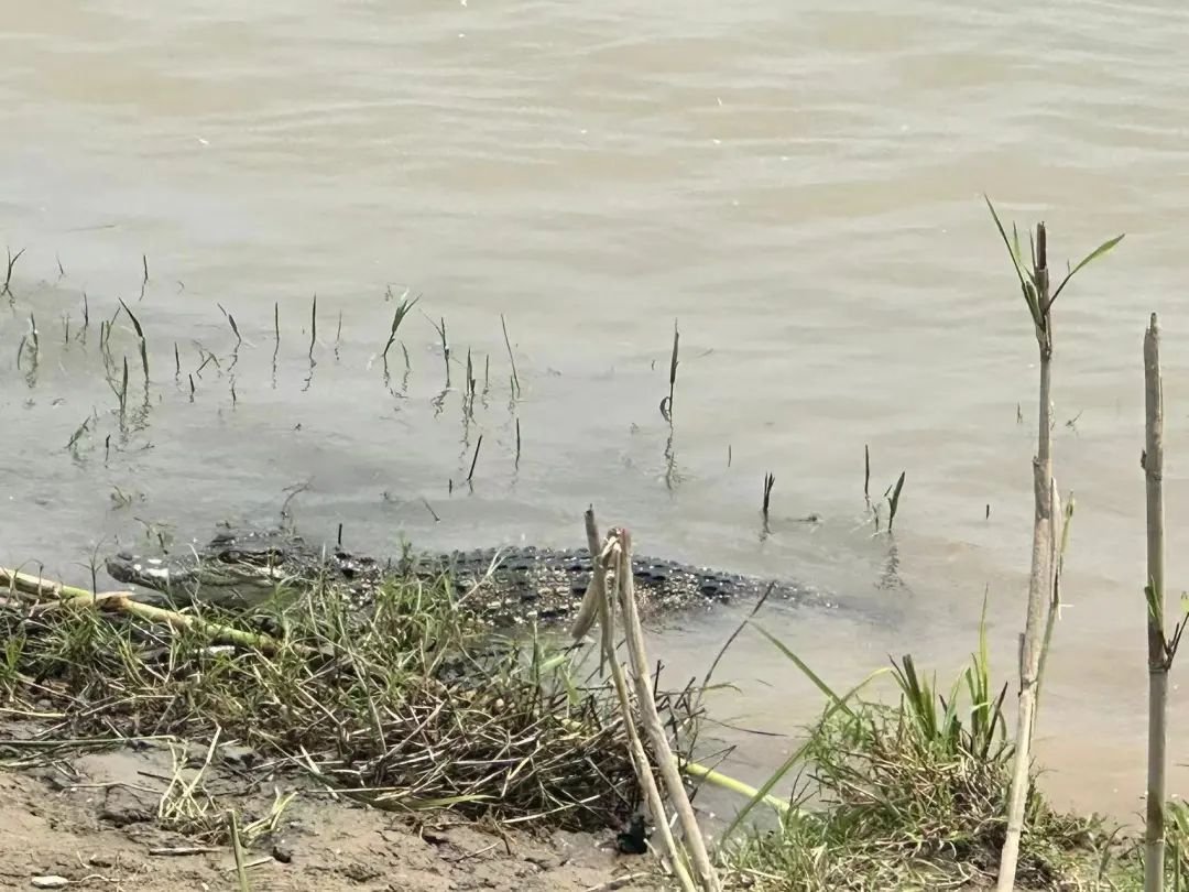 在中远海运武汉码头上游1公里的长江新区窑头江边发现鳄鱼出没
