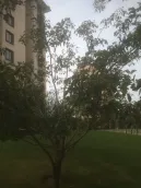 ������ɽ��