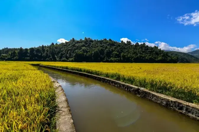 雅居乐原乡丨山谷里的稻，也是生活之道