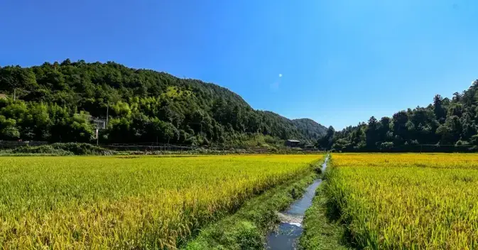 雅居乐原乡丨山谷里的稻，也是生活之道