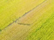 重磅！中央一号文件发布：实现巩固拓展脱贫攻坚成果同乡村振兴有效衔接 加快推进农业现代化