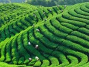 不炒房开始炒茶叶!一提茶叶可以在广州买一套房?