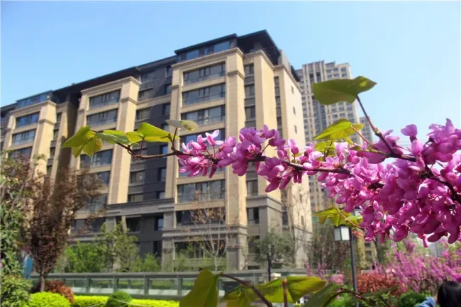 据悉,天地源丹轩梓园,还有两栋楼没有推售,分别为9#楼和11#楼,总高10