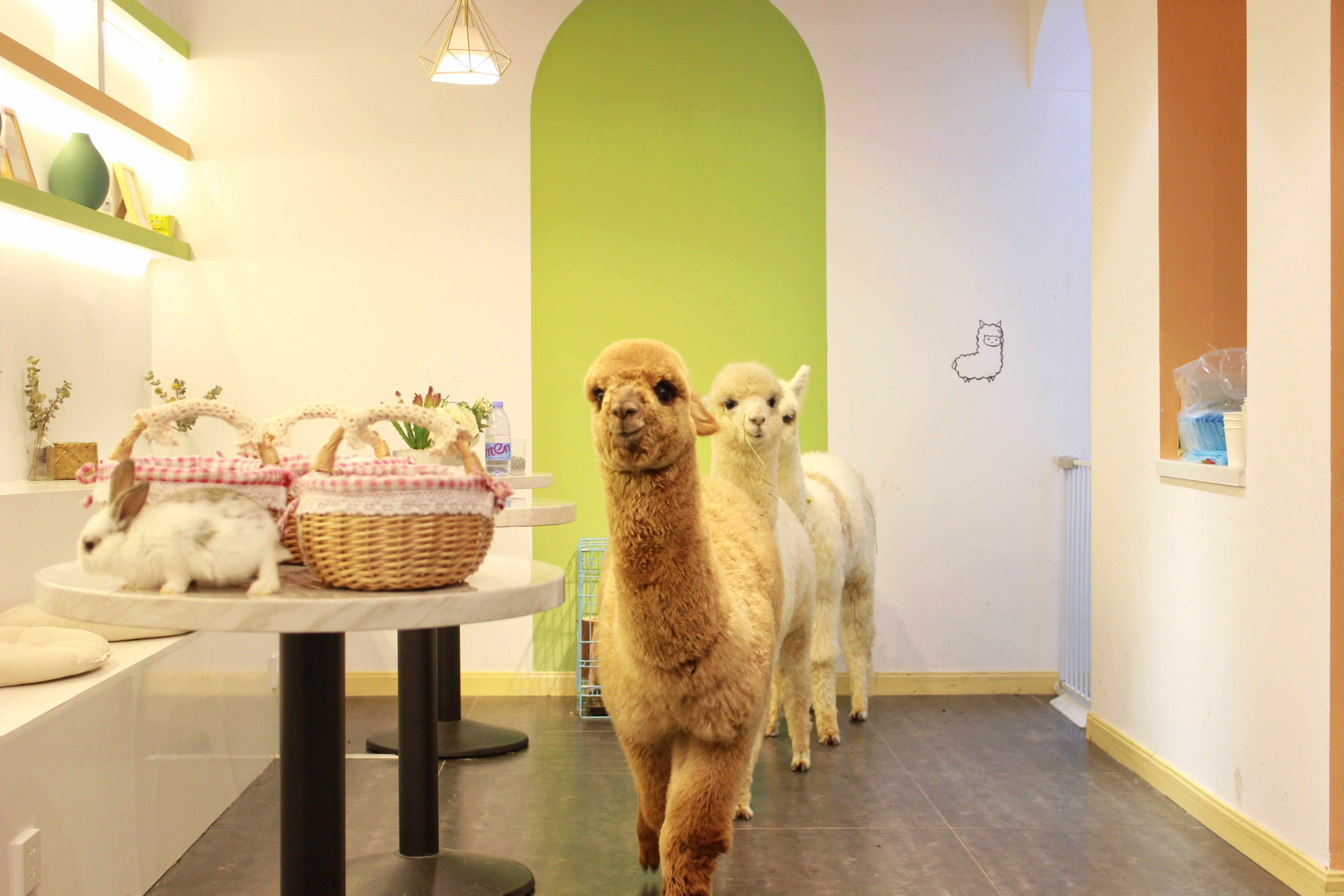 治愈的温暖邂逅丨创意羊驼浣熊咖啡屋